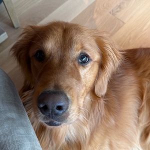 Meet your Posher, Riley
